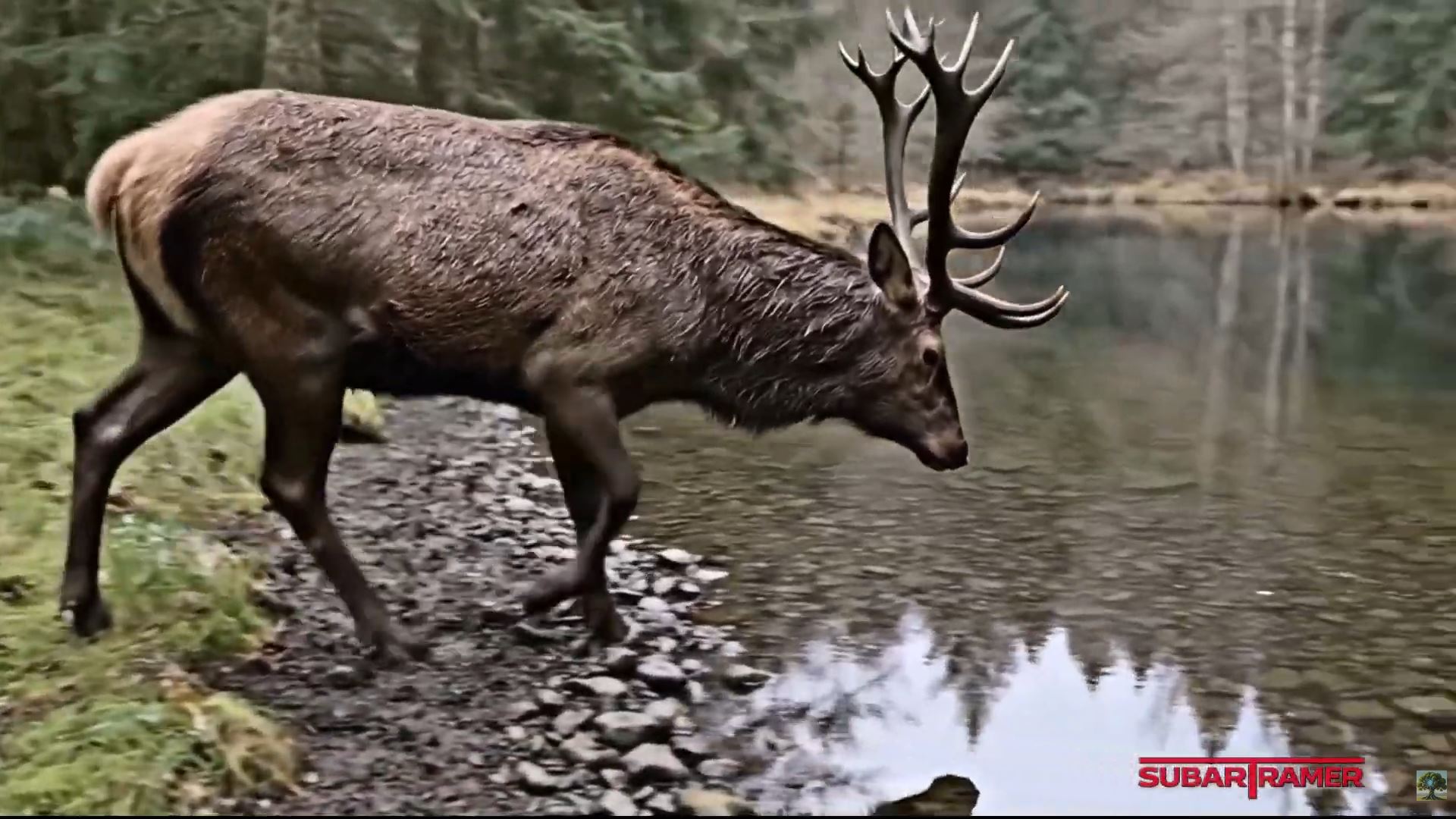 Magnetic Memory: The Final Archiving of the Black Forest